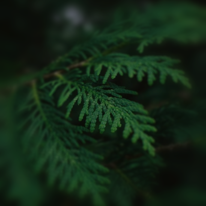CEDAR
