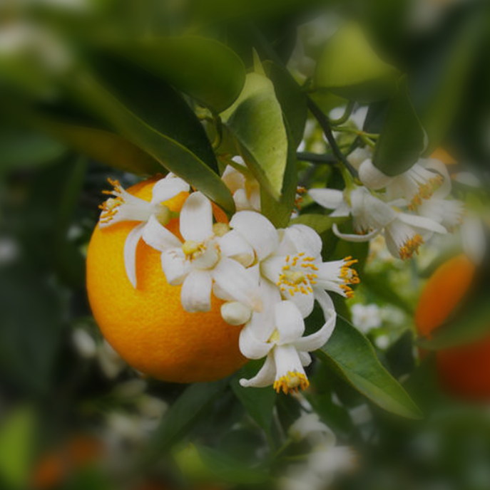 ORANGE BLOSSOM