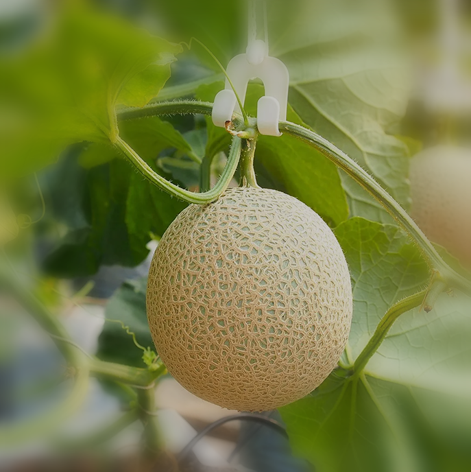 CANTALOUPE