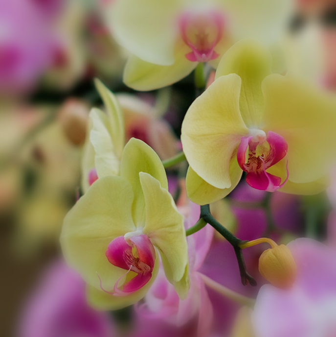 ORCHID