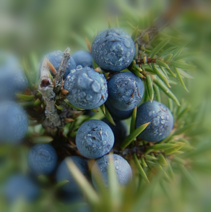 JUNIPER BERRIES