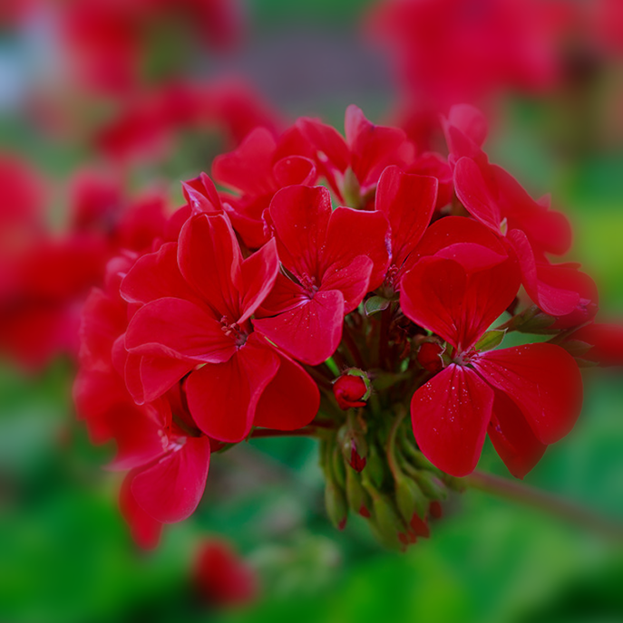 GERAIUM