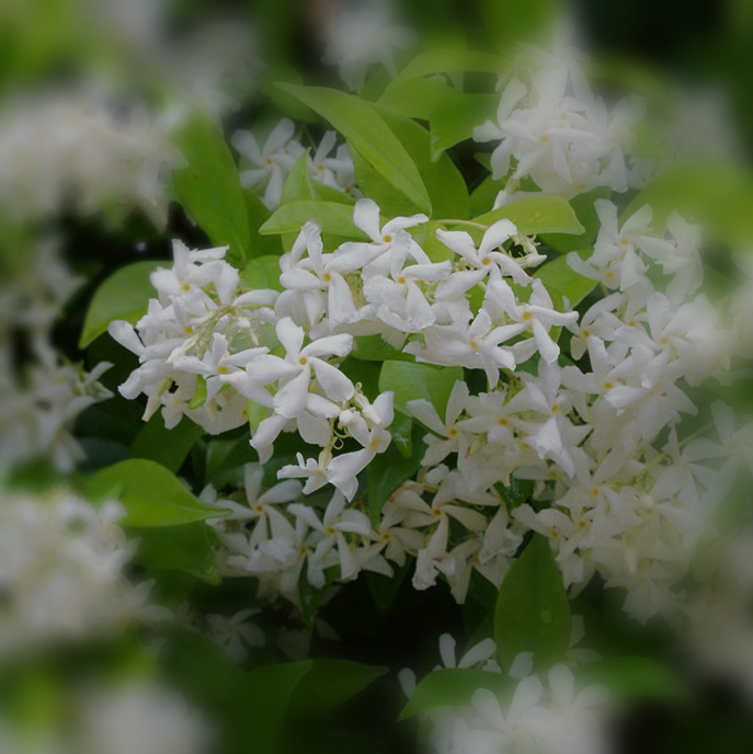 JASMINE