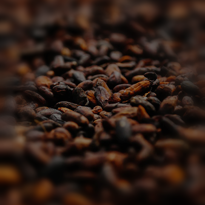 TONKA BEAN