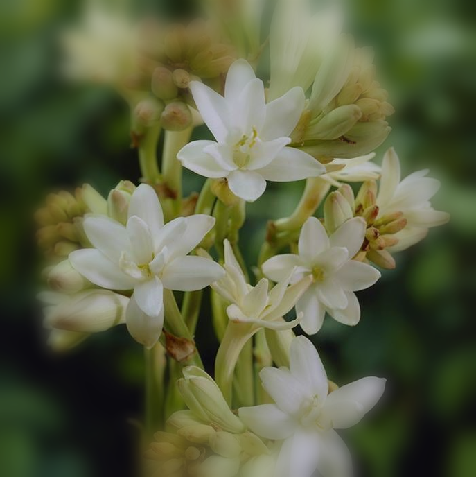 TUBEROSE