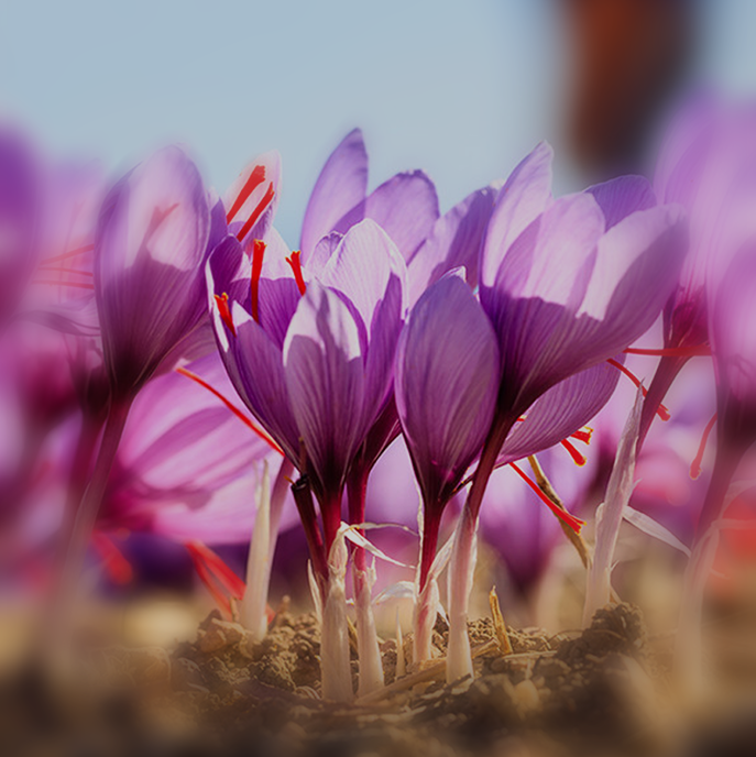 SAFFRON